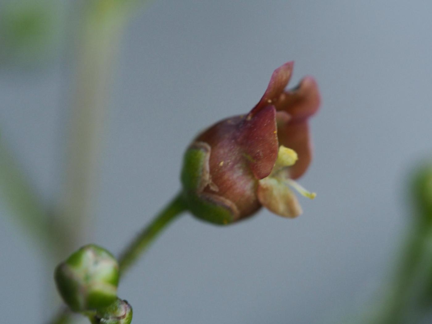 Figwort, Alpine flower